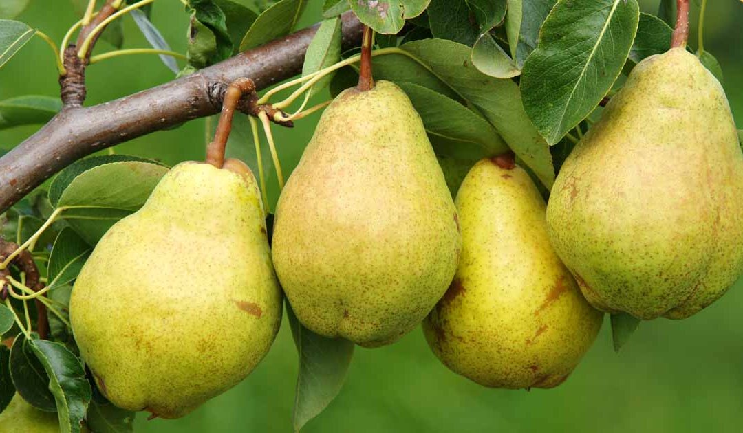 Pears going soft?